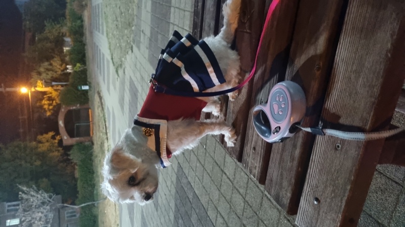 Maltese, Köpek Çuçu fotoğrafı