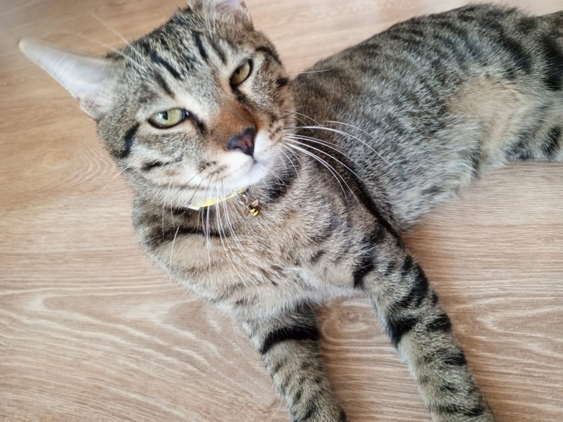 Tekir Kedi, Kedi Mars fotoğrafı