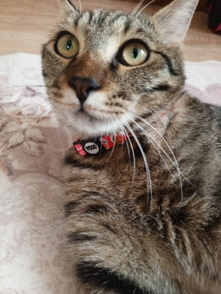 Tekir Kedi, Kedi Mars fotoğrafı