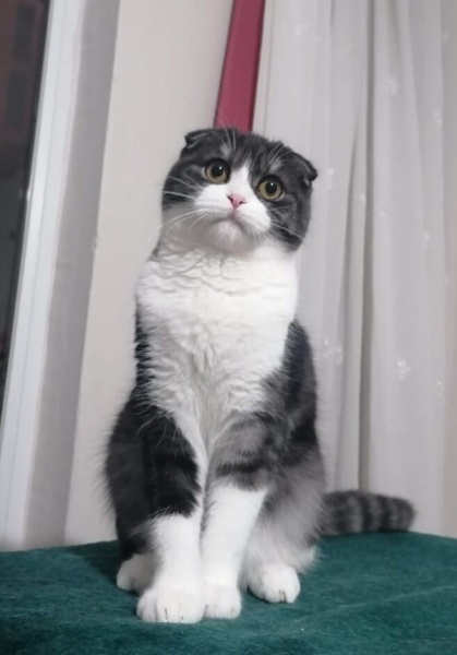 Scottish Fold, Kedi Eylül fotoğrafı