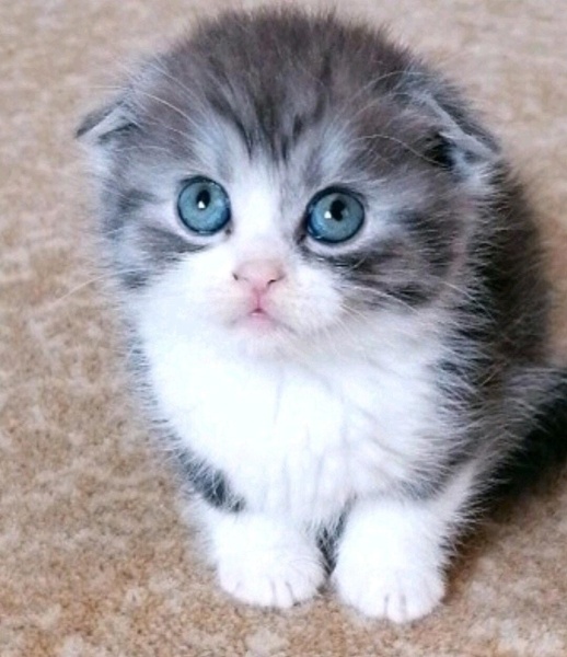 Scottish Fold, Kedi Eylül fotoğrafı