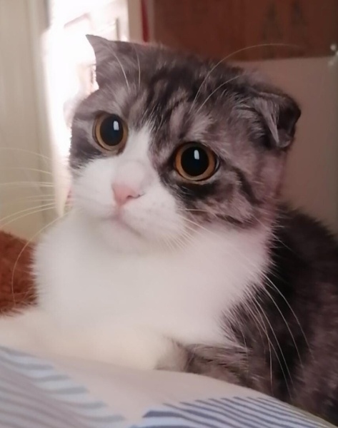 Scottish Fold, Kedi Eylül fotoğrafı