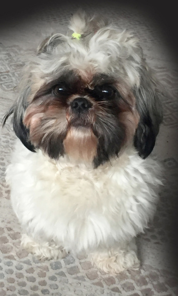 Shih Tzu, Köpek Pekmez fotoğrafı