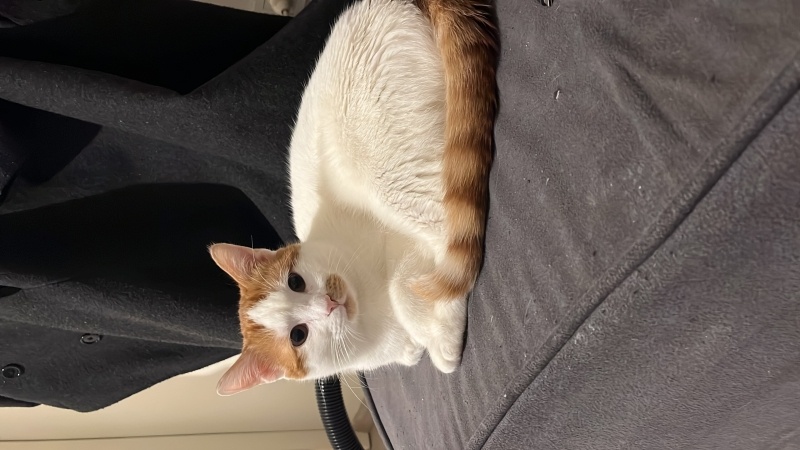 Tekir Kedi, Kedi balık fotoğrafı