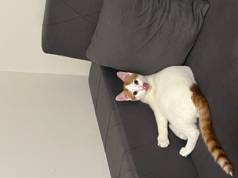 Tekir Kedi, Kedi balık fotoğrafı