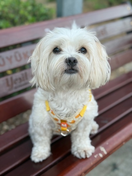 Maltese, Köpek Pamuk fotoğrafı