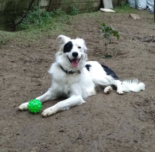 Border Collie, Köpek Cesur fotoğrafı