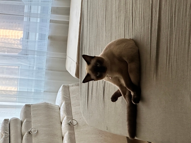 Siyam Kedisi, Kedi Pickle fotoğrafı