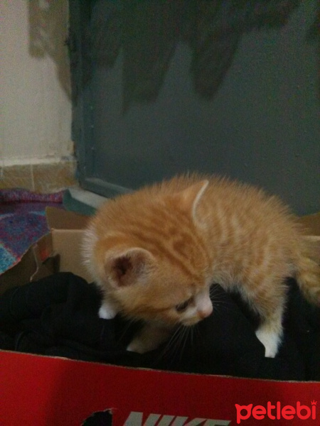 Tekir Kedi, Kedi Leydi fotoğrafı