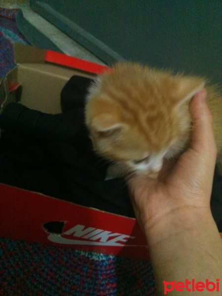 Tekir Kedi, Kedi Leydi fotoğrafı