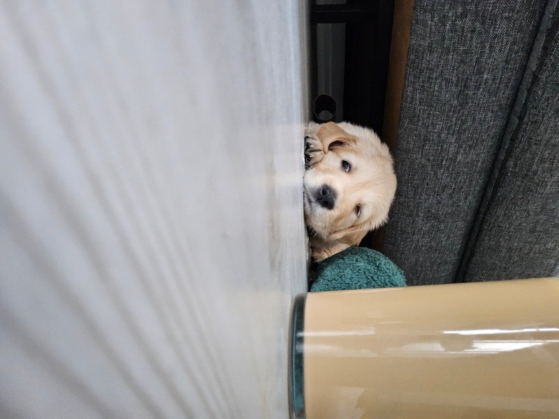 Golden Retriever, Köpek Latte fotoğrafı