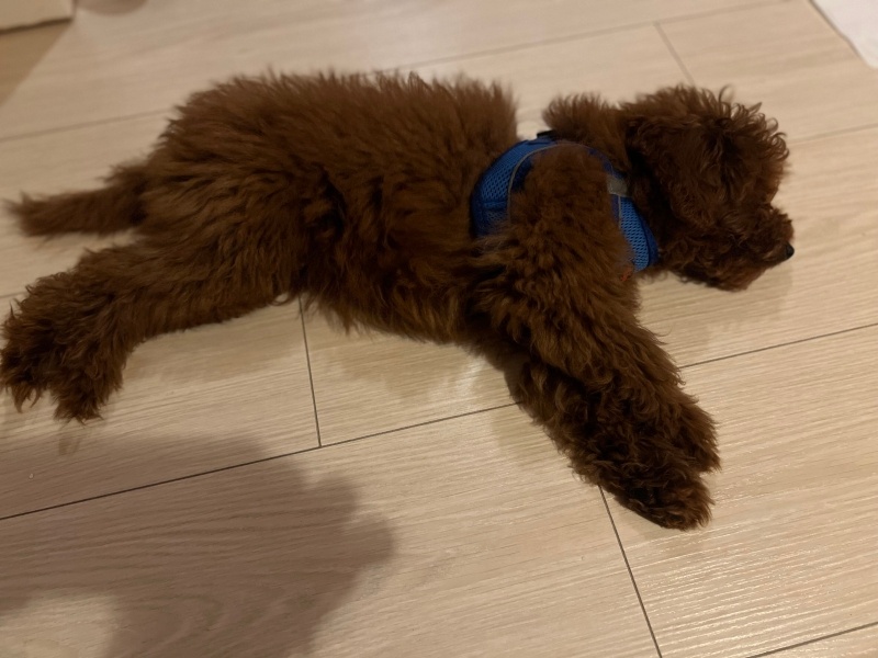 Poodle (Minyatür Kaniş), Köpek Leo fotoğrafı