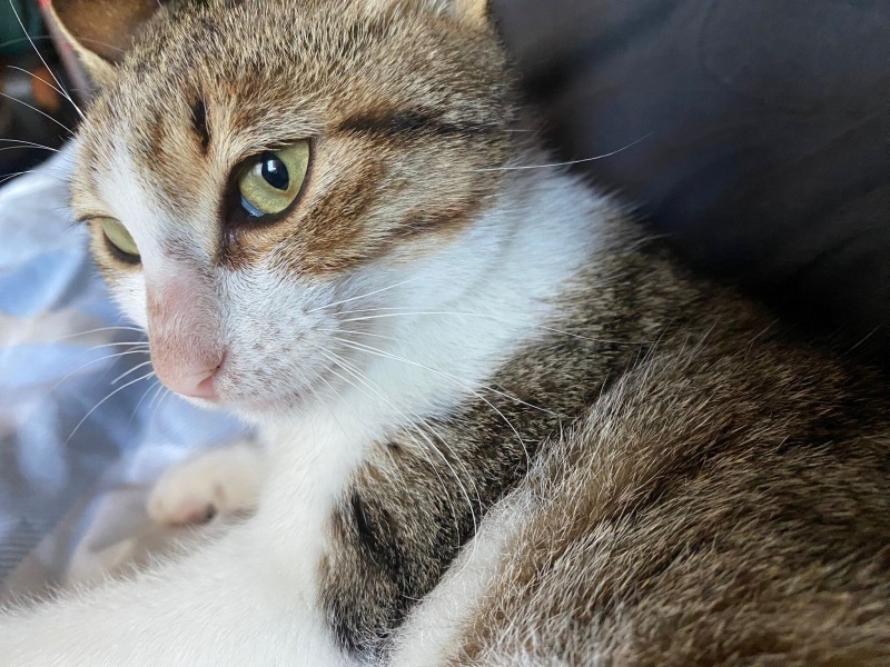 Tekir Kedi, Kedi Cesur fotoğrafı