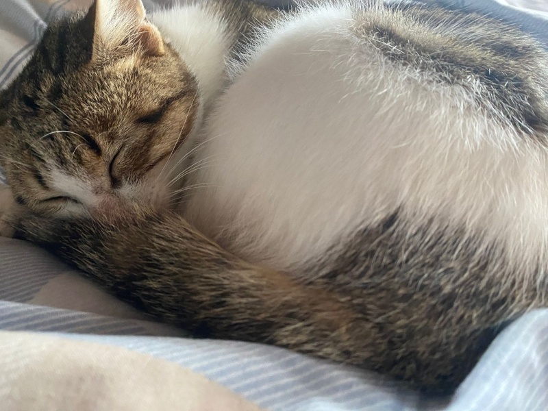 Tekir Kedi, Kedi Cesur fotoğrafı