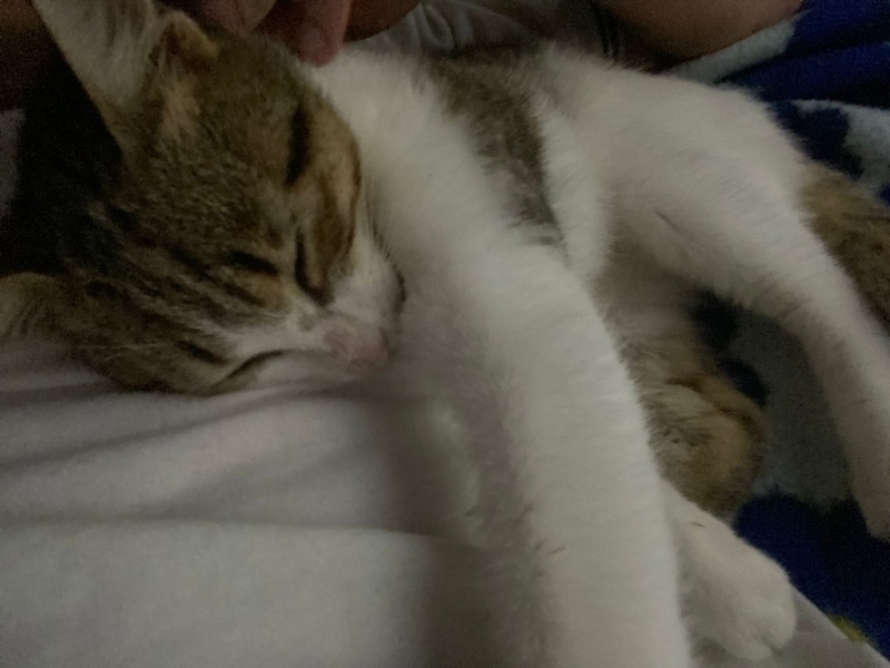 Tekir Kedi, Kedi Cesur fotoğrafı