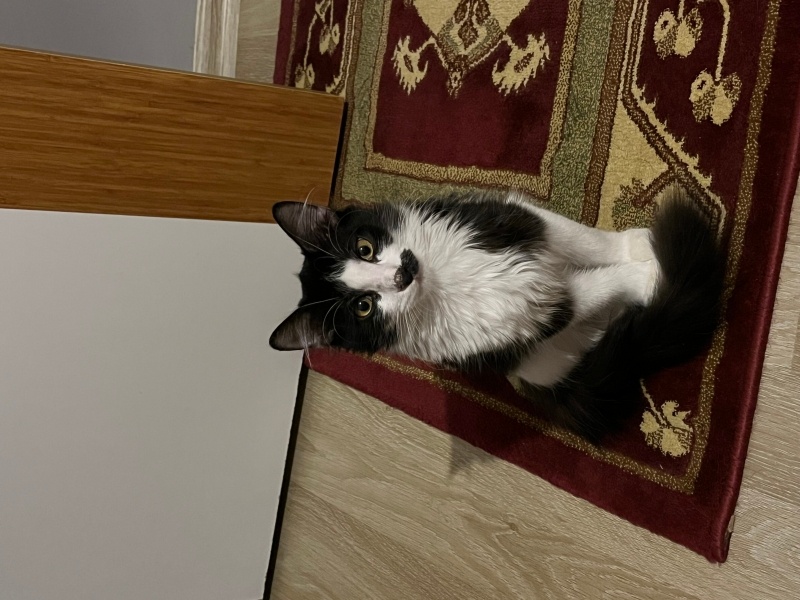 Tekir Kedi, Kedi Gölge fotoğrafı