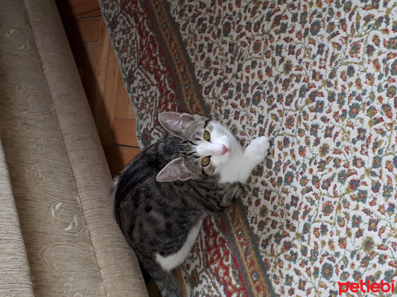 Tekir Kedi, Kedi Ekim fotoğrafı