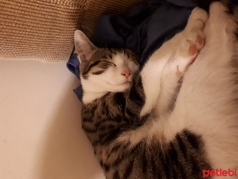 Tekir Kedi, Kedi Ekim fotoğrafı