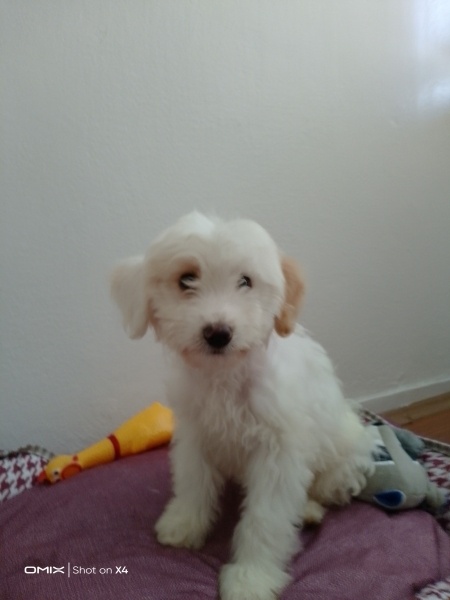 Maltese, Köpek Pofi fotoğrafı