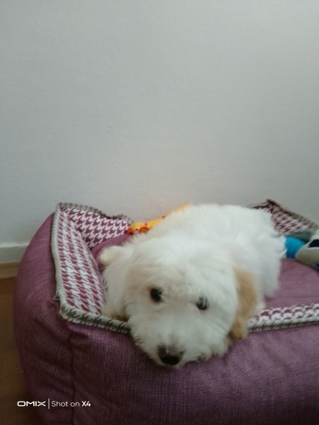 Maltese, Köpek Pofi fotoğrafı