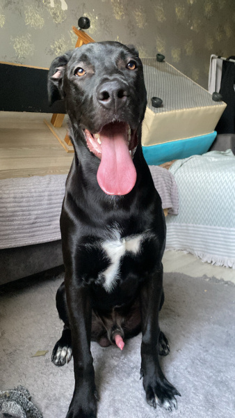 Labrador Retriever, Köpek Pablo fotoğrafı