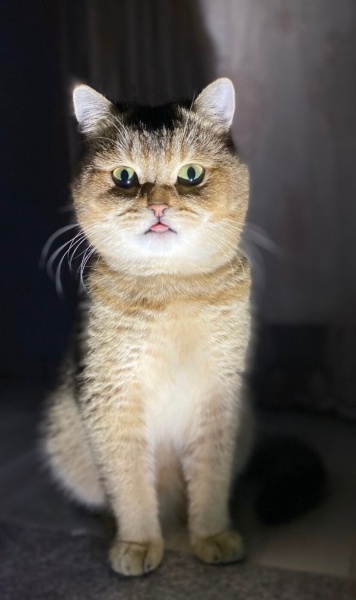 British Shorthair, Kedi Rüzgar fotoğrafı