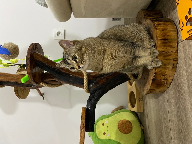 British Shorthair, Kedi Çingene fotoğrafı