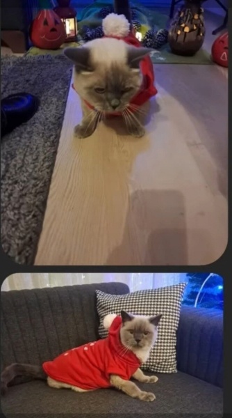 Siyam Kedisi, Kedi minnoş fotoğrafı