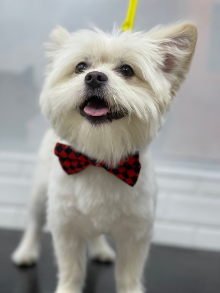 Pomeranyalı, Köpek PAŞA fotoğrafı