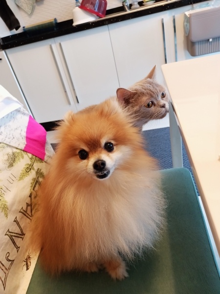 Pomeranyalı, Köpek Behlül fotoğrafı