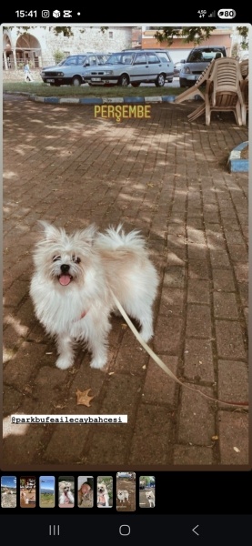 Pomeranyalı, Köpek Beti fotoğrafı