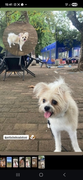 Pomeranyalı, Köpek Beti fotoğrafı