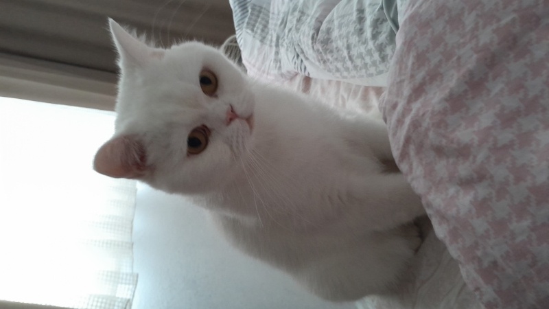 British Shorthair, Kedi Gomez fotoğrafı
