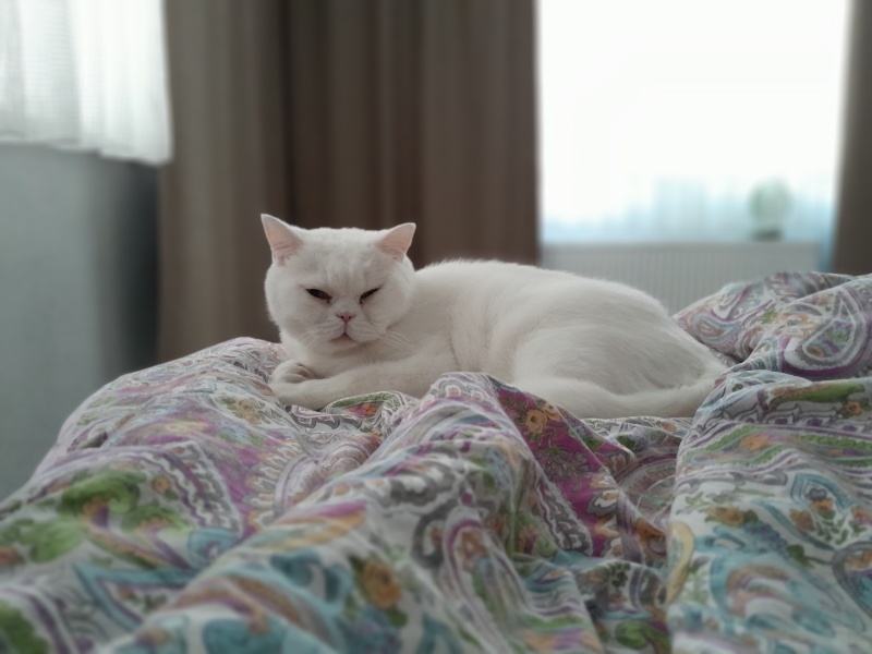British Shorthair, Kedi Gomez fotoğrafı