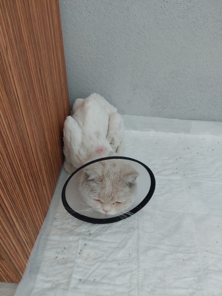 British Shorthair, Kedi Gomez fotoğrafı