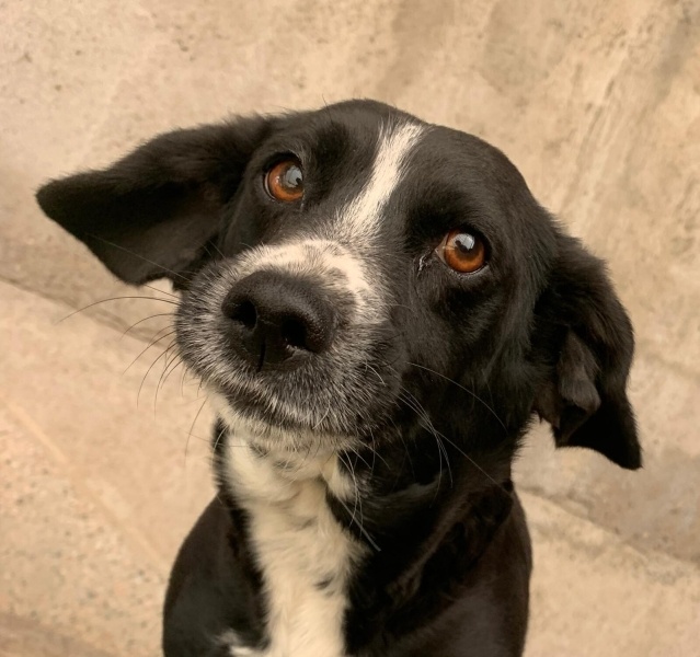 Amerikan Cocker Spaniel, Köpek Kaymin fotoğrafı