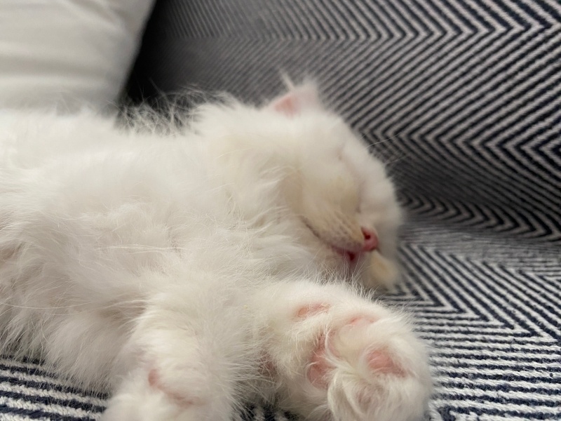 British Longhair, Kedi Otto fotoğrafı