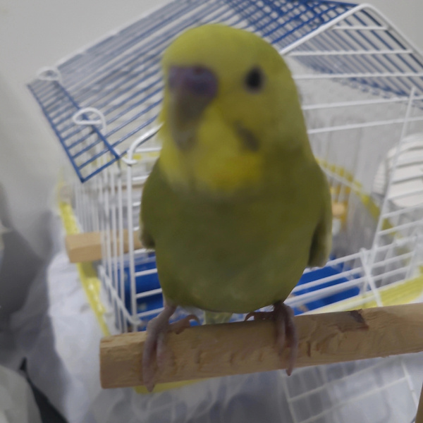 Muhabbet Kuşu, Kuş Badem fotoğrafı