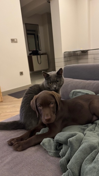 Labrador Retriever, Köpek Scooby fotoğrafı