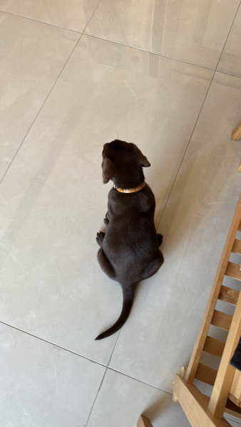 Labrador Retriever, Köpek Scooby fotoğrafı