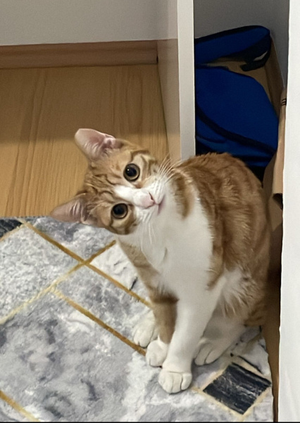 Tekir Kedi, Kedi Halloş fotoğrafı