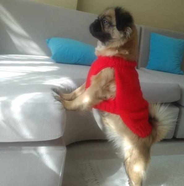 Pug, Köpek Zilli fotoğrafı