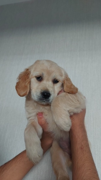 Golden Retriever, Köpek Lila fotoğrafı
