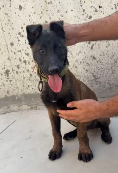 Belçika Malinois, Köpek Latte fotoğrafı