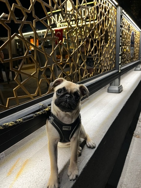 Pug, Köpek Lucky fotoğrafı