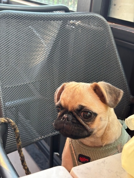 Pug, Köpek Lucky fotoğrafı