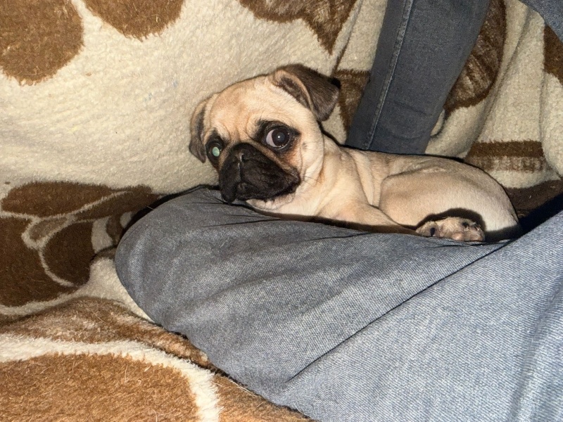 Pug, Köpek Lucky fotoğrafı