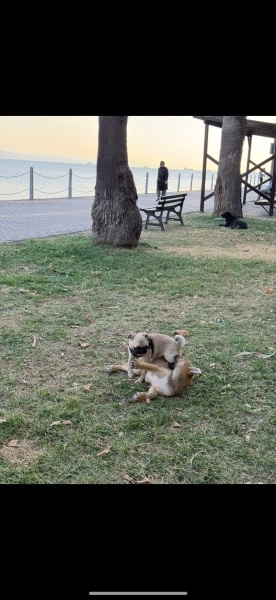 Pug, Köpek Lucky fotoğrafı