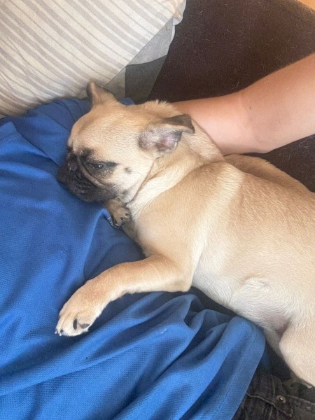 Pug, Köpek Lucky fotoğrafı