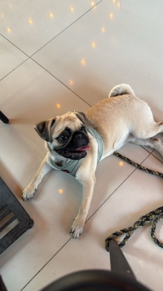 Pug, Köpek Lucky fotoğrafı